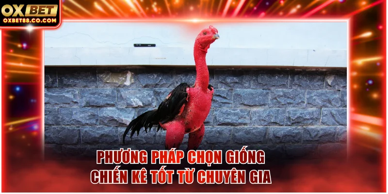 Phương pháp chọn giống chiến kê tốt từ chuyên gia